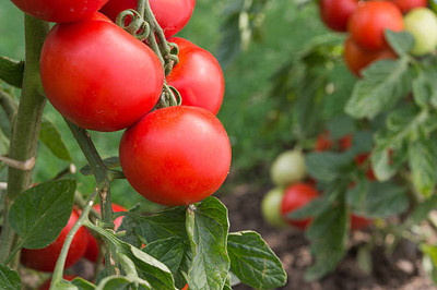Rani Sati Creation tomato Seed(135 per packet)