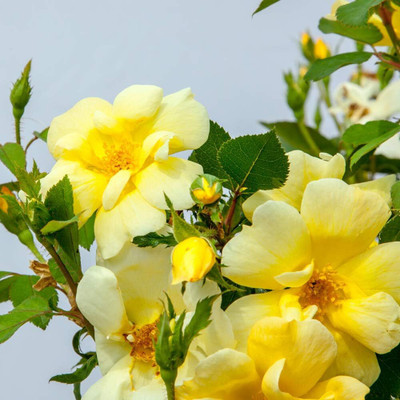 Qualtivate VXL-3AT Yellow Rose Easy to Grow Seeds Seed(25 per packet)
