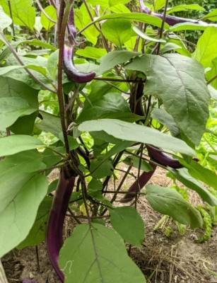 Caliber Chinese String Eggplant Seed(500 per packet)