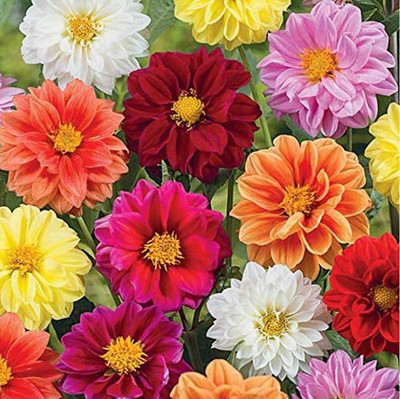 CYBEXIS VVI-72 - Flowers Dahlia Double Mix Annual - (60 Seeds) Seed(60 per packet)