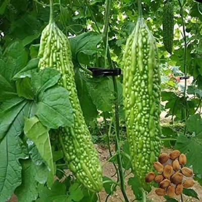 CYBEXIS HUA-99 - Organic Non-GMO Bitter Gourd - (900 Seeds) Seed(900 per packet)