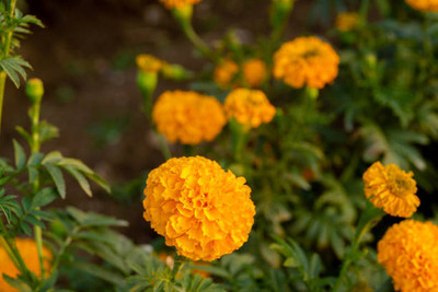 agrilabh marigold/gende ka phool flower seeds Seed(50 per packet)