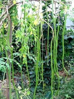 ibains Sahajan seeds Seed(22 per packet)