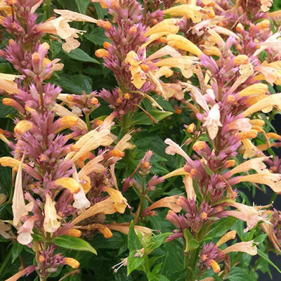 Qualtivate RES-9A Hummingbird Mint Anise Hyssop Seed(200 per packet)