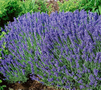 Quentova Lavender - fragrant intensely Herb Plant-DXL-11C Seed(100 per packet)