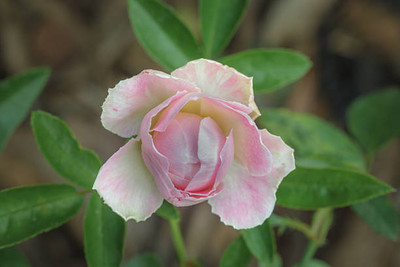 XOLDAA balsam frower Seed(30 per packet)