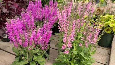 Aro Salvia Seed(104 per packet)