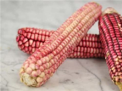 VibeX ® XLR-816 PINK GLASS GEM CORN Ornamental Seed(500 per packet)