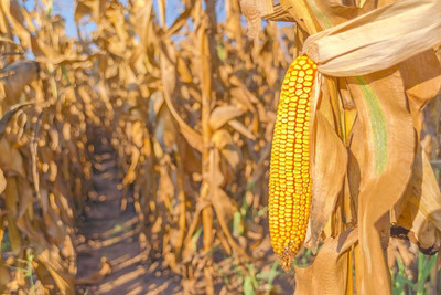 Qualtivate PUA-8A Yellow Dent Corn Kernels Grain Seed(400 per packet)