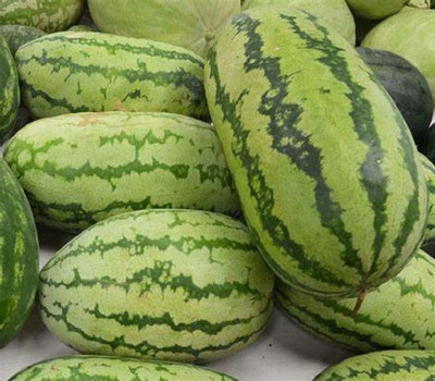 CYBEXIS TLX-75 - Jubilee Watermelon - (150 Seeds) Seed(150 per packet)