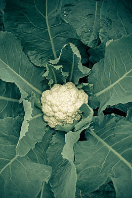 SIDDHI VINAYAK white cauliflower,gobhee seeds Seed(13 per packet)