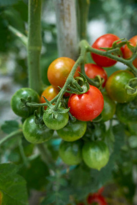 FRESHO tomato Seed(35 per packet)