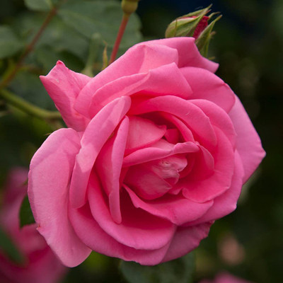 CYBEXIS Rose Seed(300 per packet)