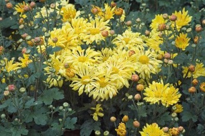 Quentova Chrysanthemum yellow-starlet-spoon-mum-22M-XLI Seed(75 per packet)