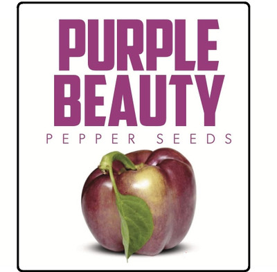 KNESSiN Open-Pollinated Purple Beauty Capsicum Seeds For Planting-(400 Seeds) Seed(400 per packet)