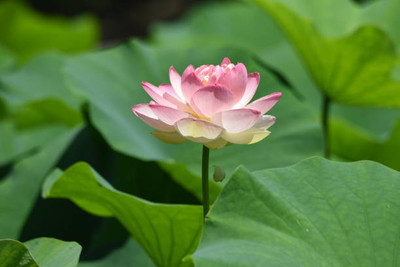 VIVETHAN lotus,kamal seeds Seed(10 per packet)