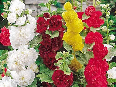 Lorvox Hollyhock double flower Seed(8 per packet)