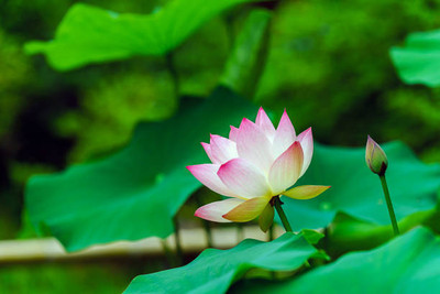 seedkart lotus,kamal seeds Seed(15 per packet)