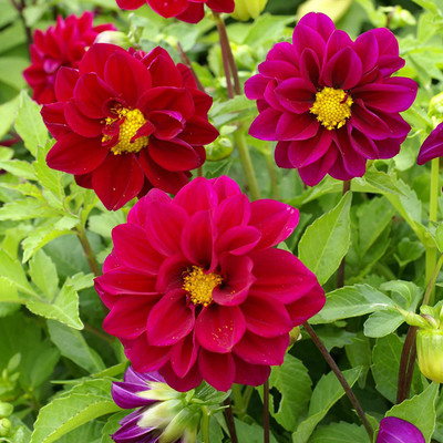 CYBEXIS Dahlia Opera Violet Seeds Seed(50 per packet)
