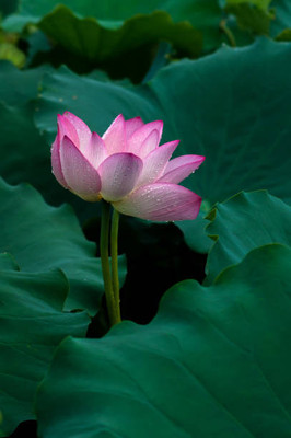Srida lotus,kamal seeds Seed(11 per packet)