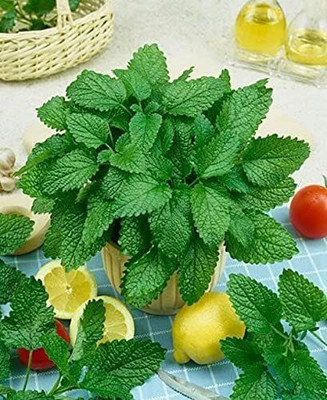 CYBEXIS VXI-87 - Lemon Balm - (250 Seeds) Seed(250 per packet)