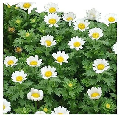 Lorvox Daisy Mix Flower Seed(75 per packet)