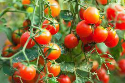 XOLDAA kashmiri hybrid tomato seeds Seed(70 per packet)