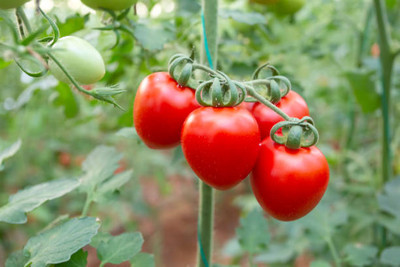DIVINE tomato Seed(85 per packet)