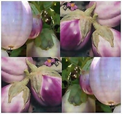 KNESSiN Fresh ROTONDA Bianca SFUMATA DI ROSA Italian Brinjal ( Seeds) Seed(2000 per packet)
