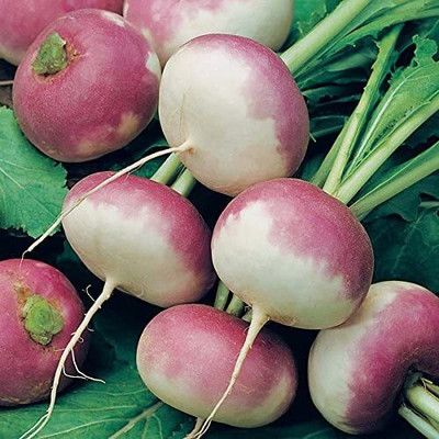 Aywal High Germination Seeds White Purple Top Turnip/Shalgam Seed(300 per packet)
