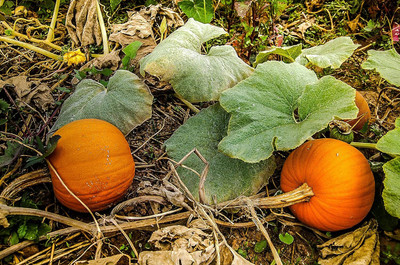 Qualtivate GBPT-1A New England Pie Pumpkin Seed(50 per packet)