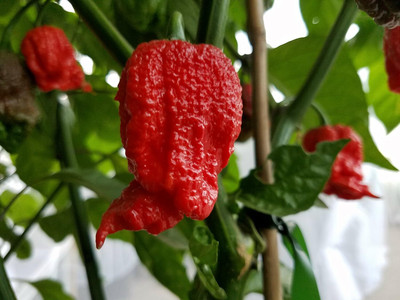 Biosnyg Fast Growing Red Lava Hot Pepper Seeds for Terrace Gardening-(4000 Seeds) Seed(4000 per packet)