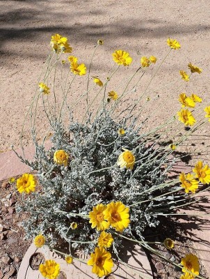 CYBEXIS KGF -71 - Yellow Desert Marigold - (250 Seeds) Seed(250 per packet)