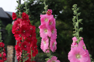 VibeX Hollyhock Mixed Color Seeds(200 Seeds) Seed(200 per packet)