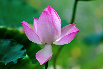 clause lotus,kamal gatta Seed(10 per packet)