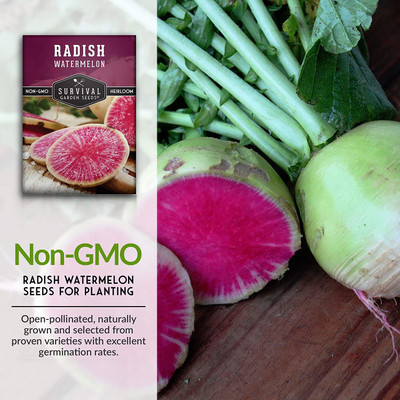 CYBEXIS XLL-52 - Watermelon Radish - (2250 Seeds) Seed(2250 per packet)