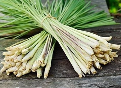 CYBEXIS XL-63 - LEMONGRASS East Indian - (250 Seeds) Seed(250 per packet)