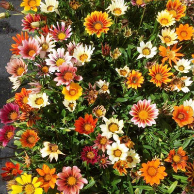 LiveNature Gazania Multi Flora Mixed Flower Seeds For Home Garden & Terrace-100 Seed(1 per packet)