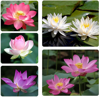CRGO LOTUS , KAMAL Seed(40 per packet)