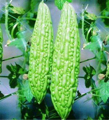 VS GLOBAL Bitter gourd /Karela Bheez/Kaakara kaya ( 25 per packet ) Seed(25 per packet)