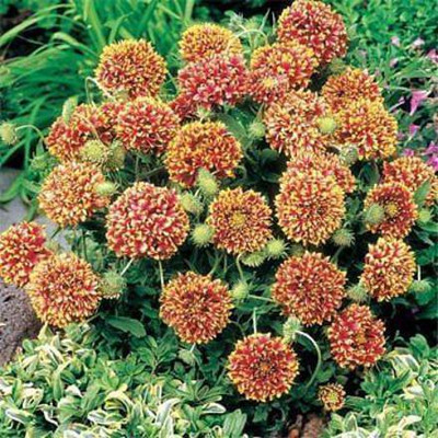 KANAYA Gaillardia Flower Seed(26 per packet)
