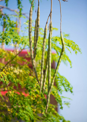 DEYS AGRO ™ drumstick|moringa seeds,high yield Seed(14 per packet)