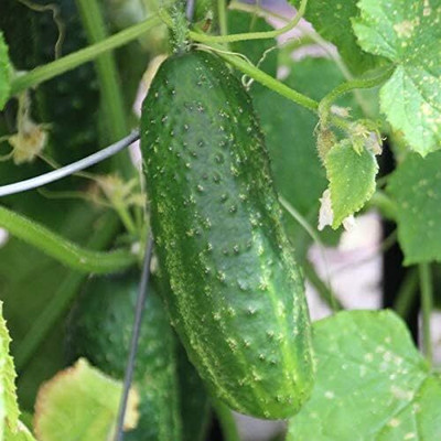 Qualtivate EXL-4AT Cucumber Indoors F1 Vine Self-pollinated Seed(300 per packet)