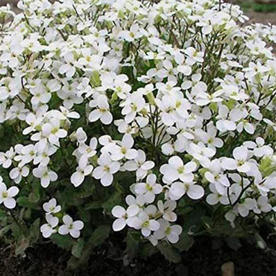 CYBEXIS VVI-89 - Creeping Thyme - (1350 Seeds) Seed(1350 per packet)