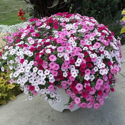 BJUBAS Petunia flower seeds hybrid, petunia hybrid mix flower seed pack of 82 Seed(82 per packet)