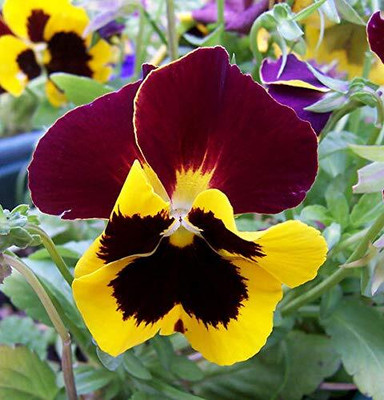 Aywal Pansy Swiss Gaint Seed(60 per packet)
