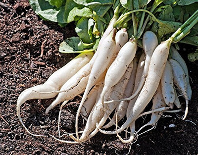 Aywal Radish Seed(1400 per packet)