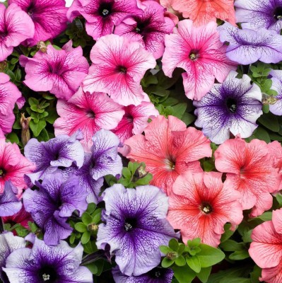 KANAYA Petunia Grandiflora Mix Seed(10 per packet)