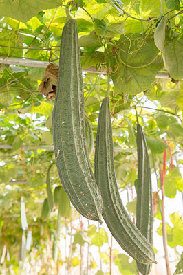 Kodali 23 Pc -Ridge Gourd Seeds Seed(23 per packet)