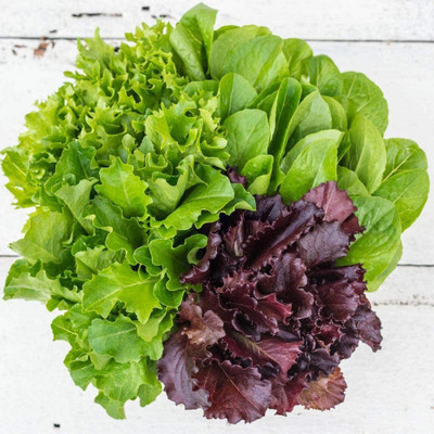 VibeX ® RXI-612 Lettuce Fresh Baby-Mix Leaf Seed(200 per packet)